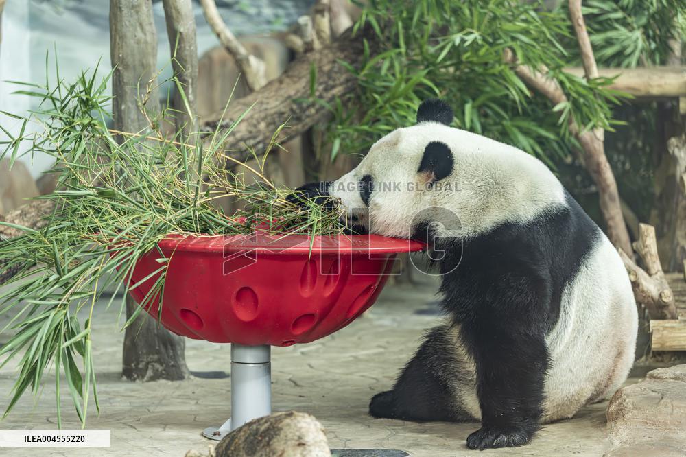 Twin Giant Pandas 9th Birthday Celebration in Nanning Zoo