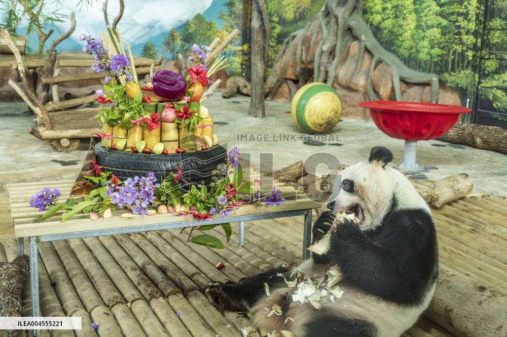 Twin Giant Pandas 9th Birthday Celebration in Nanning Zoo