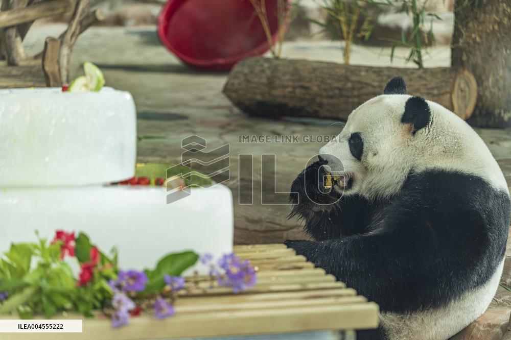 Twin Giant Pandas 9th Birthday Celebration in Nanning Zoo