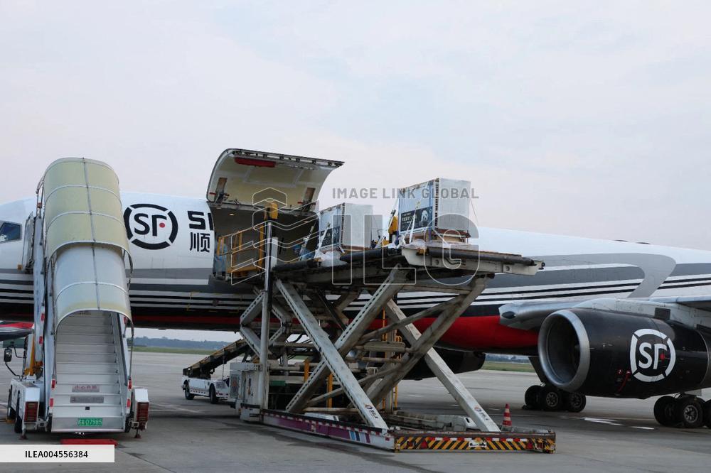 Giant pandas arrive at the Chengdu Shuangliu International Airport