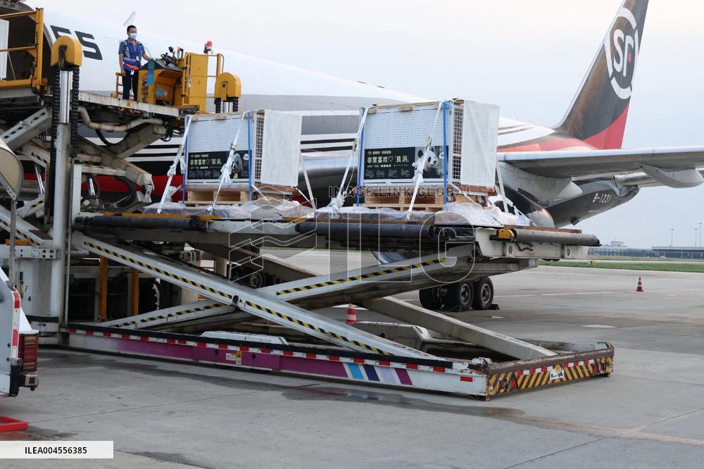 Giant pandas arrive at the Chengdu Shuangliu International Airport