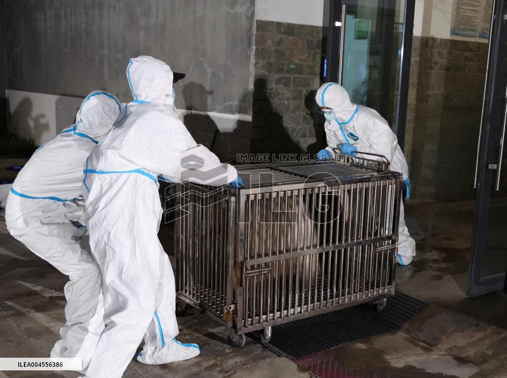Giant pandas arrive at the Chengdu Shuangliu International Airport
