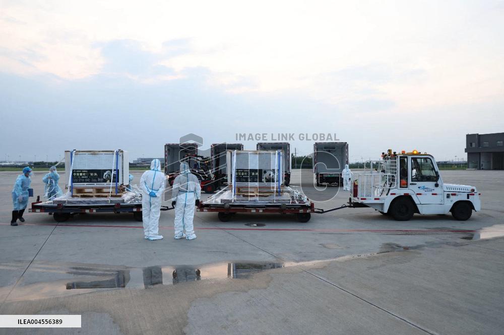 Giant pandas arrive at the Chengdu Shuangliu International Airport