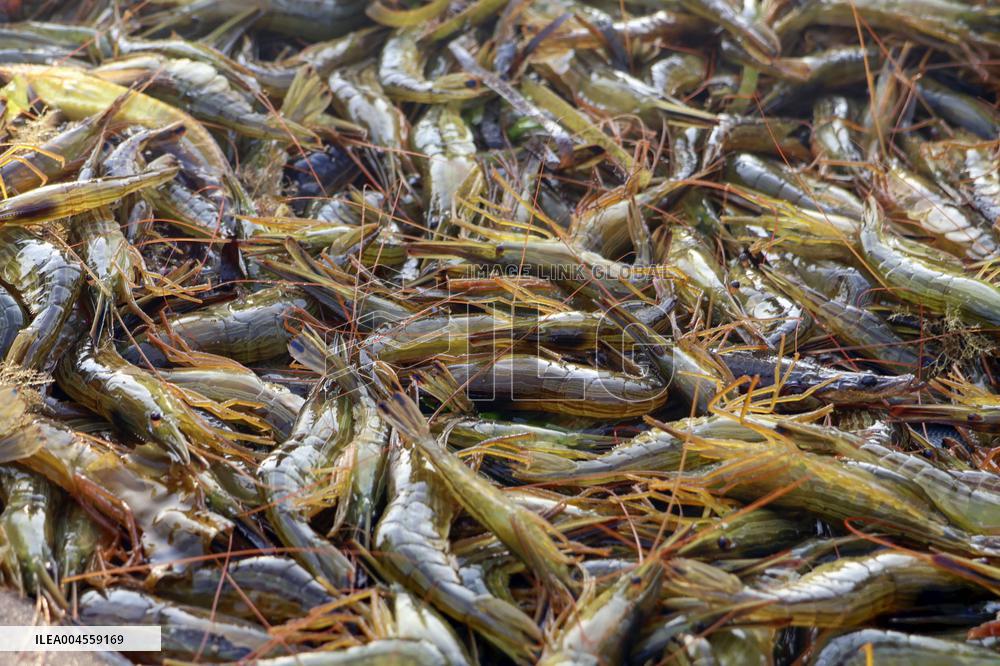 Shrimp fishing in northern Japan