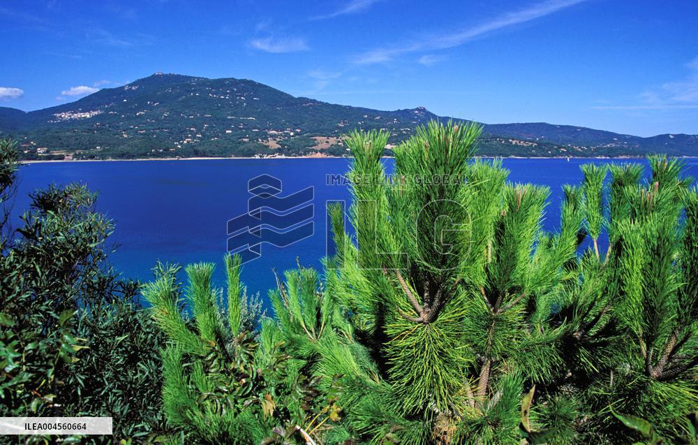 Illustration - Corse du Sud - France