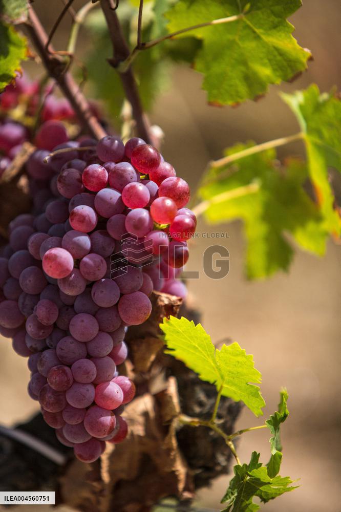 Illustration - Corse du Sud - France