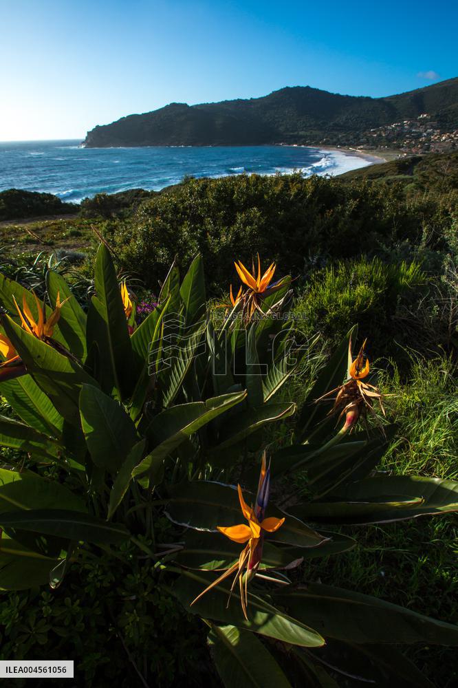 Illustration - Corse du Sud - France