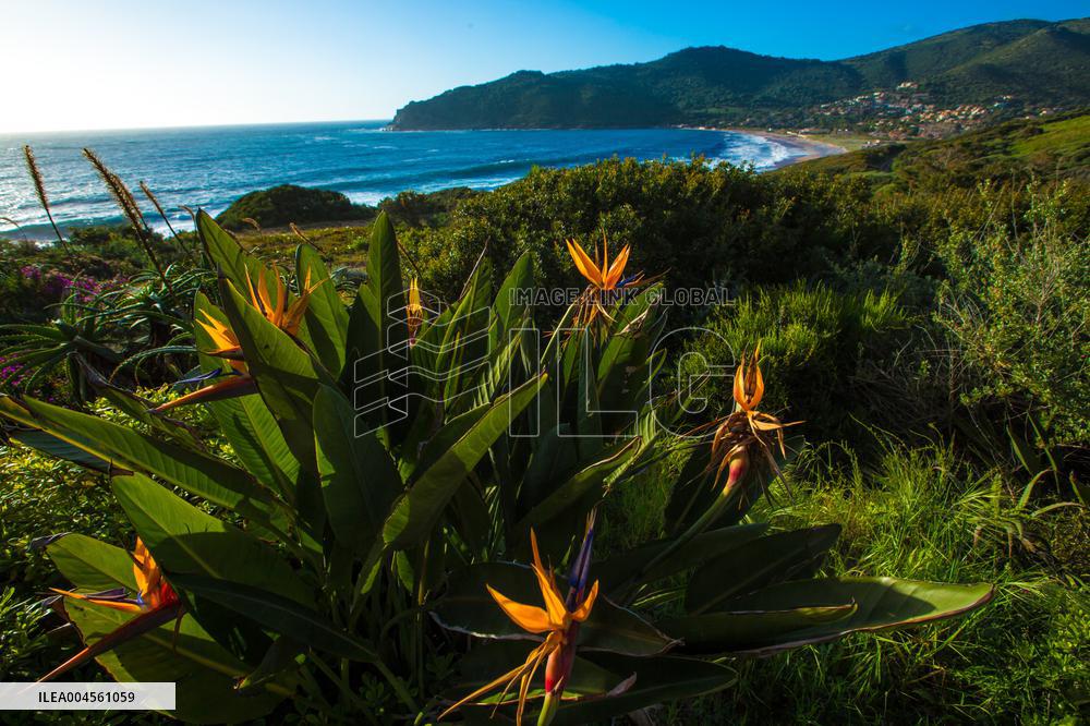 Illustration - Corse du Sud - France