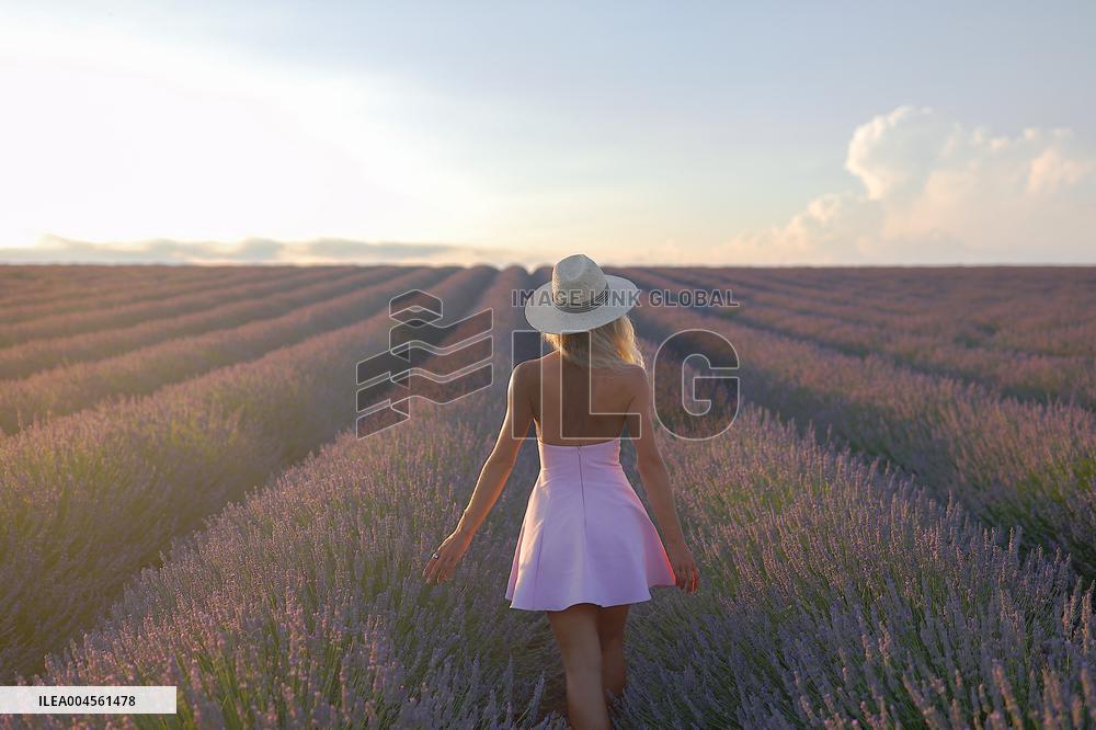 First Lavender Harvests Begin in Valensole as Tourists Flock to Provence Fields