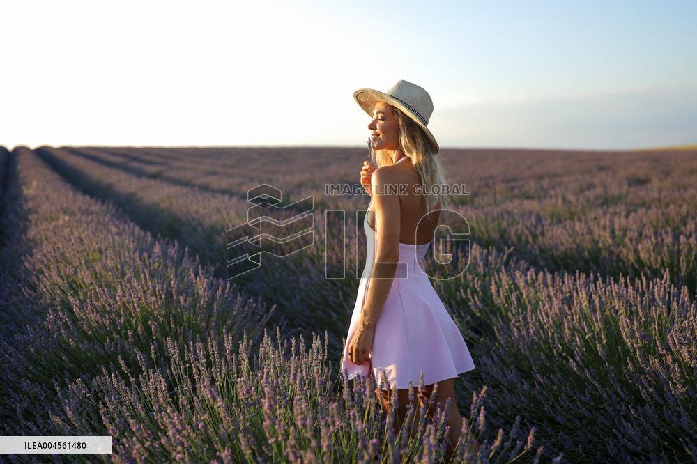 First Lavender Harvests Begin in Valensole as Tourists Flock to Provence Fields