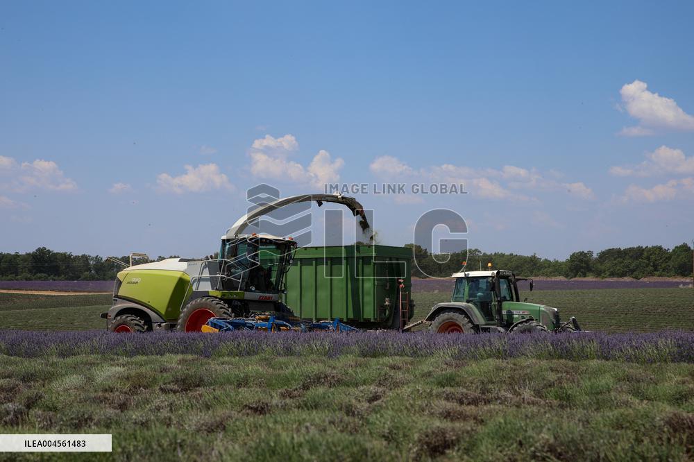 First Lavender Harvests Begin in Valensole as Tourists Flock to Provence Fields
