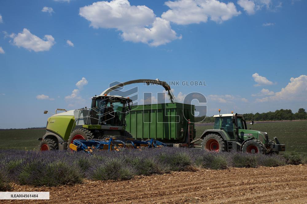First Lavender Harvests Begin in Valensole as Tourists Flock to Provence Fields