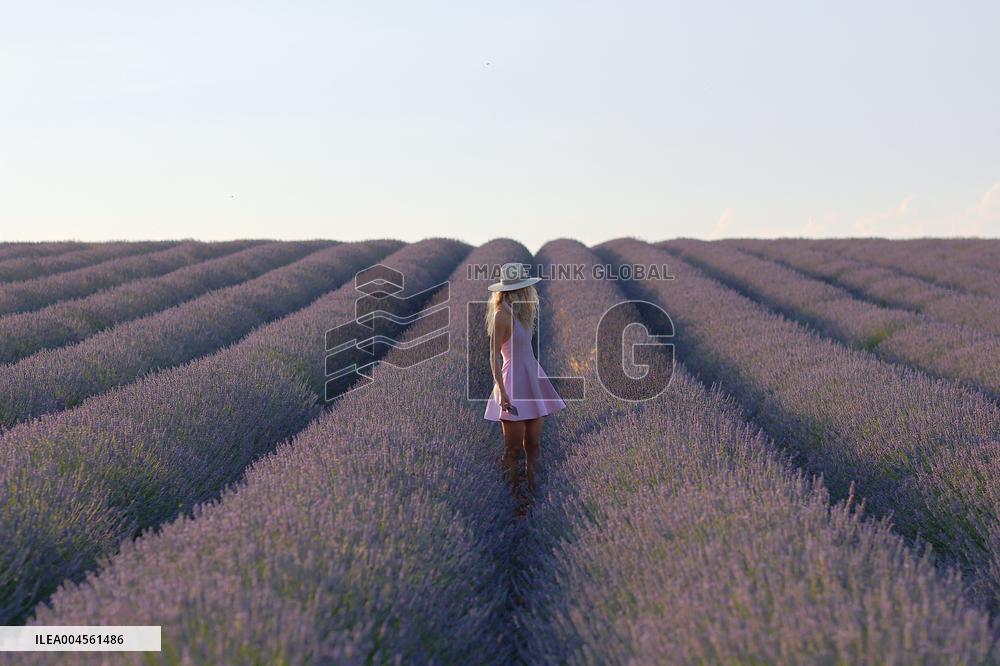 First Lavender Harvests Begin in Valensole as Tourists Flock to Provence Fields
