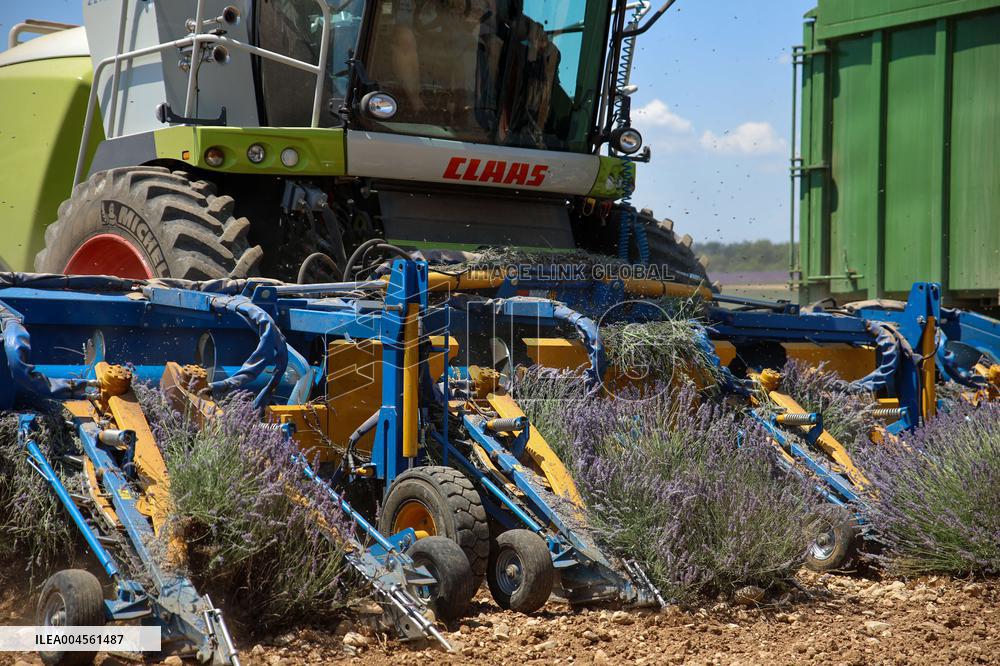 First Lavender Harvests Begin in Valensole as Tourists Flock to Provence Fields