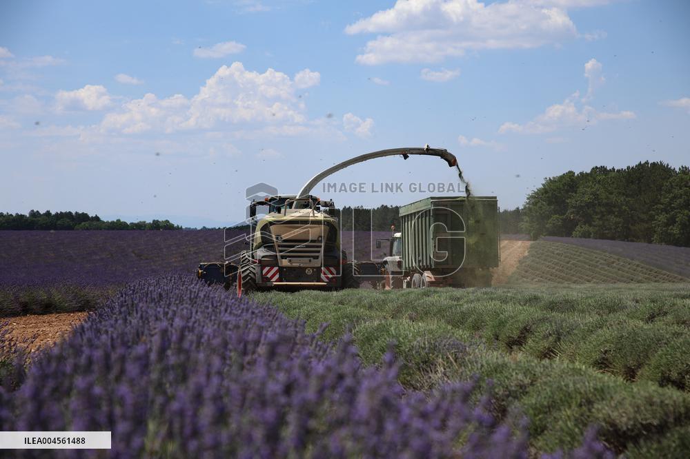 First Lavender Harvests Begin in Valensole as Tourists Flock to Provence Fields