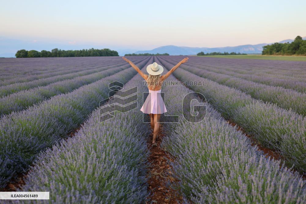 First Lavender Harvests Begin in Valensole as Tourists Flock to Provence Fields