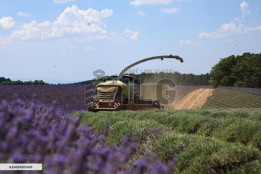 First Lavender Harvests Begin in Valensole as Tourists Flock to Provence Fields