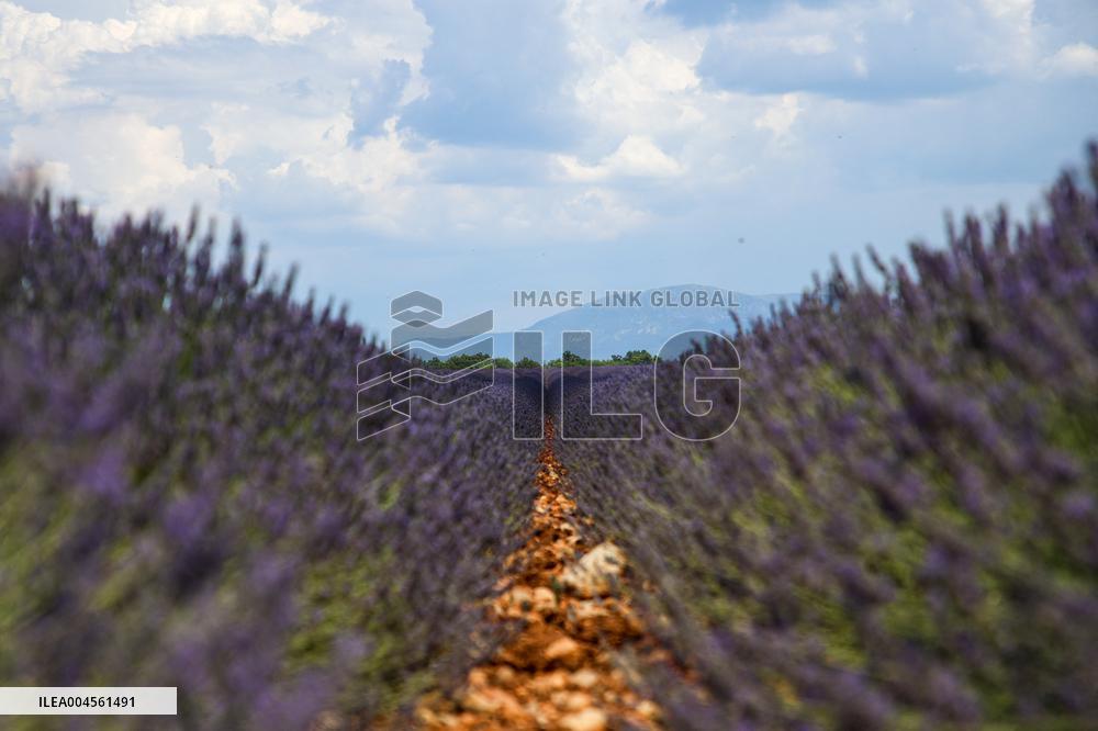 First Lavender Harvests Begin in Valensole as Tourists Flock to Provence Fields