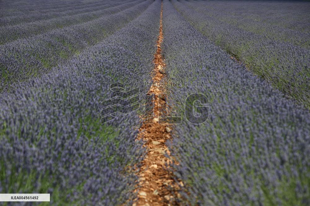 First Lavender Harvests Begin in Valensole as Tourists Flock to Provence Fields