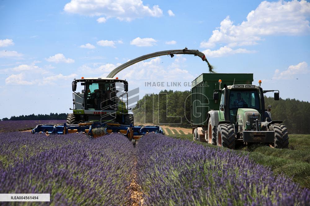 First Lavender Harvests Begin in Valensole as Tourists Flock to Provence Fields