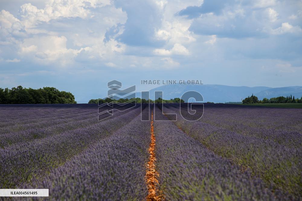 First Lavender Harvests Begin in Valensole as Tourists Flock to Provence Fields