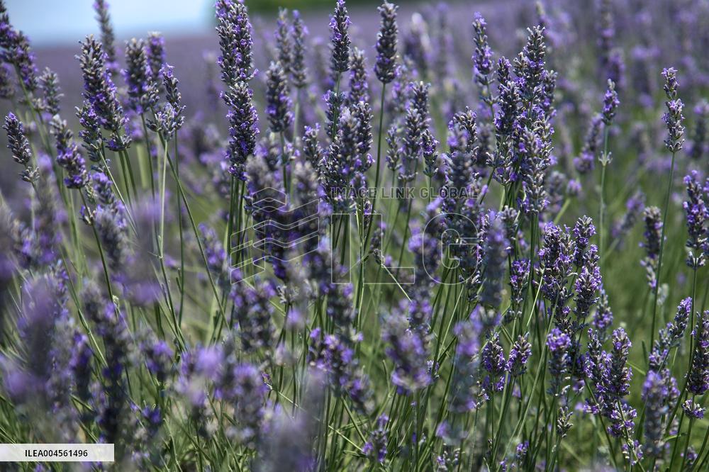 First Lavender Harvests Begin in Valensole as Tourists Flock to Provence Fields