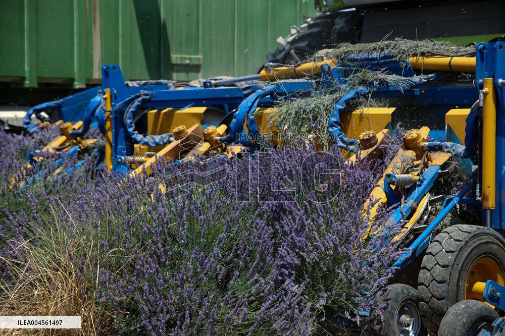 First Lavender Harvests Begin in Valensole as Tourists Flock to Provence Fields