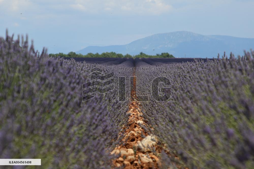 First Lavender Harvests Begin in Valensole as Tourists Flock to Provence Fields