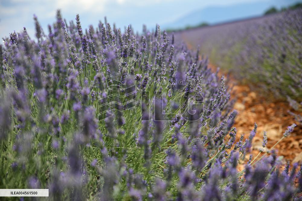 First Lavender Harvests Begin in Valensole as Tourists Flock to Provence Fields