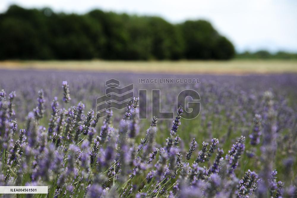 First Lavender Harvests Begin in Valensole as Tourists Flock to Provence Fields
