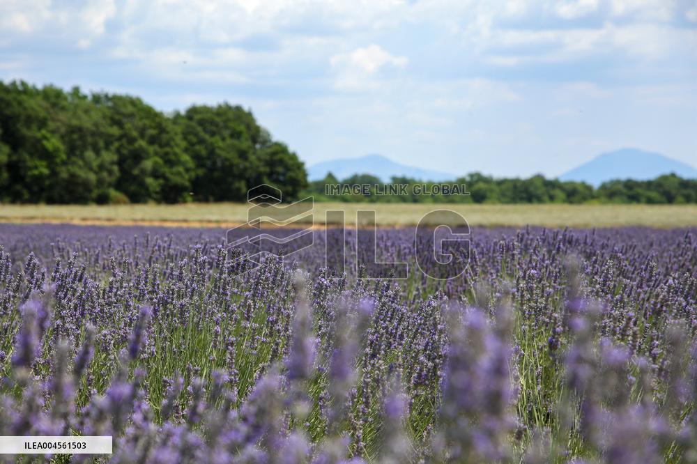 First Lavender Harvests Begin in Valensole as Tourists Flock to Provence Fields