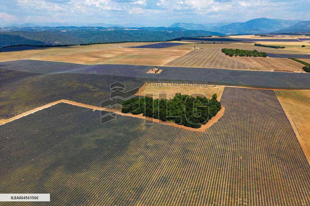 First Lavender Harvests Begin in Valensole as Tourists Flock to Provence Fields