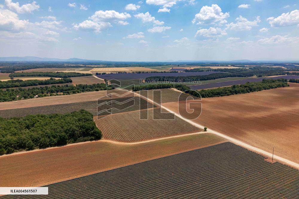 First Lavender Harvests Begin in Valensole as Tourists Flock to Provence Fields