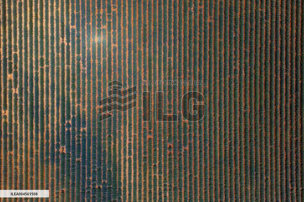 First Lavender Harvests Begin in Valensole as Tourists Flock to Provence Fields