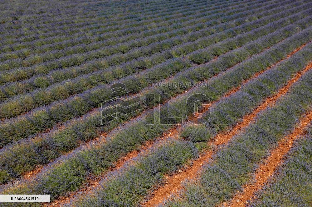 First Lavender Harvests Begin in Valensole as Tourists Flock to Provence Fields