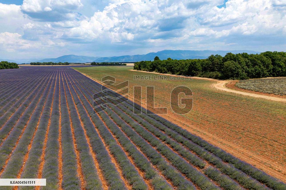First Lavender Harvests Begin in Valensole as Tourists Flock to Provence Fields