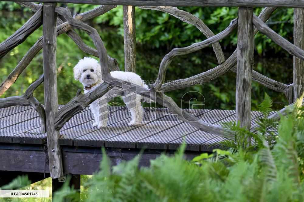 Royal Family s Traditional Photo Session - The Hague