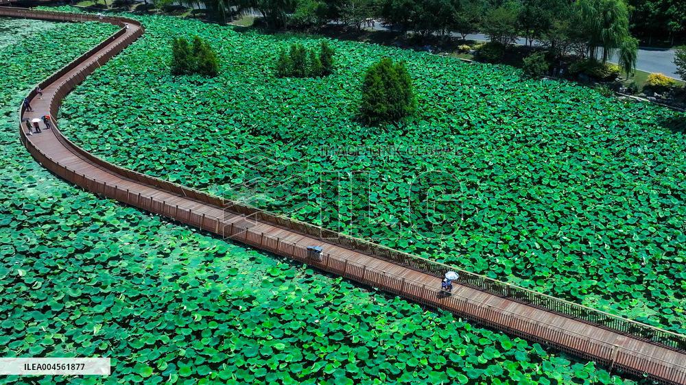 Lotus Flowers - China