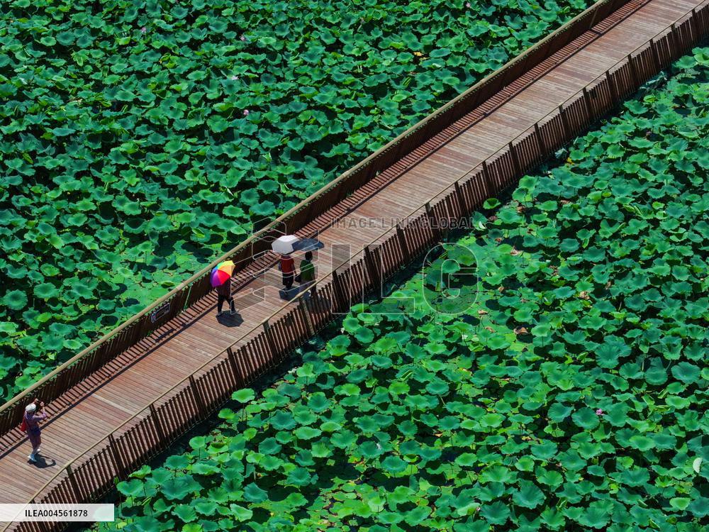 Lotus Flowers - China