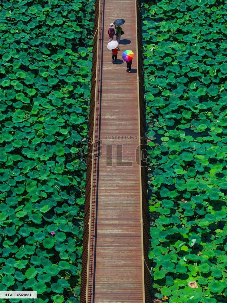 Lotus Flowers - China