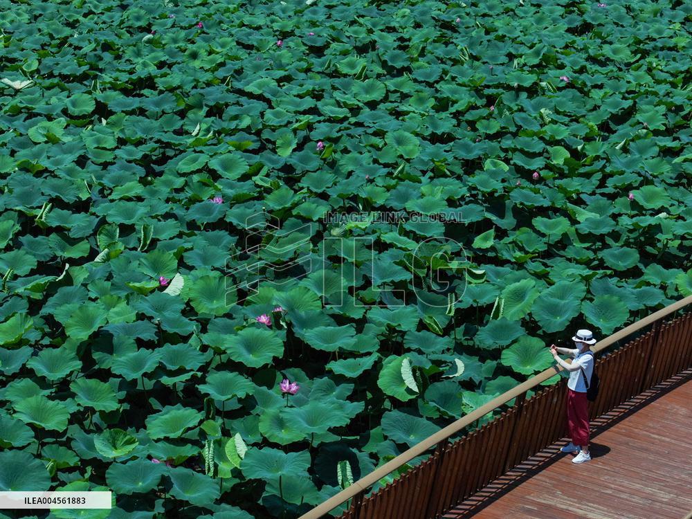 Lotus Flowers - China