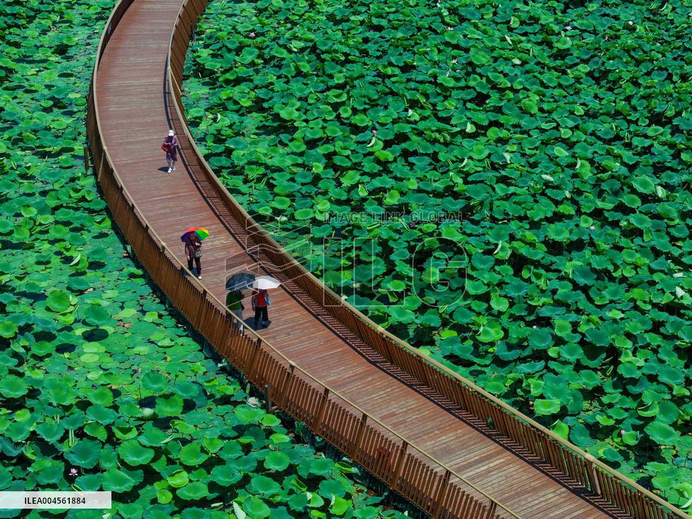 Lotus Flowers - China