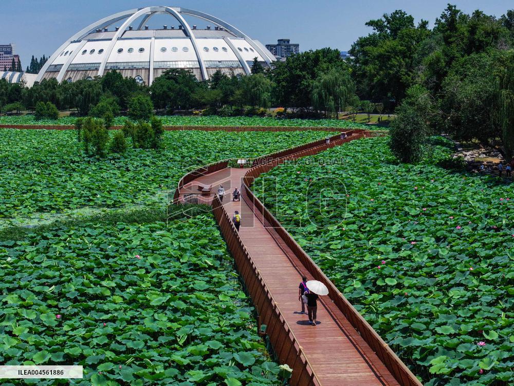 Lotus Flowers - China