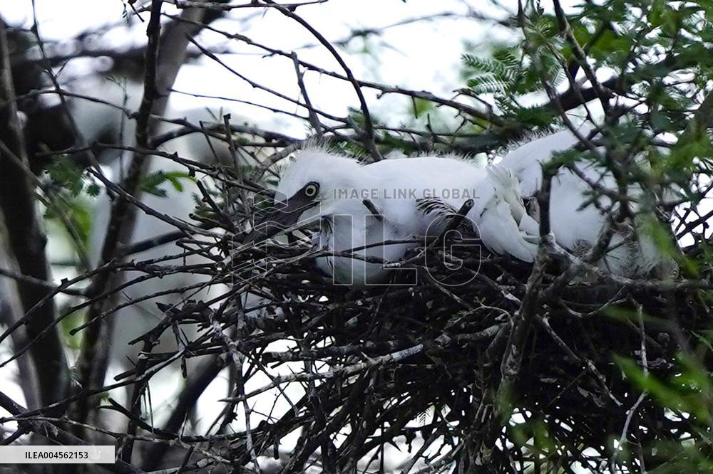 Newly Hatched Cattle Egret Chicks in Ajmer - India