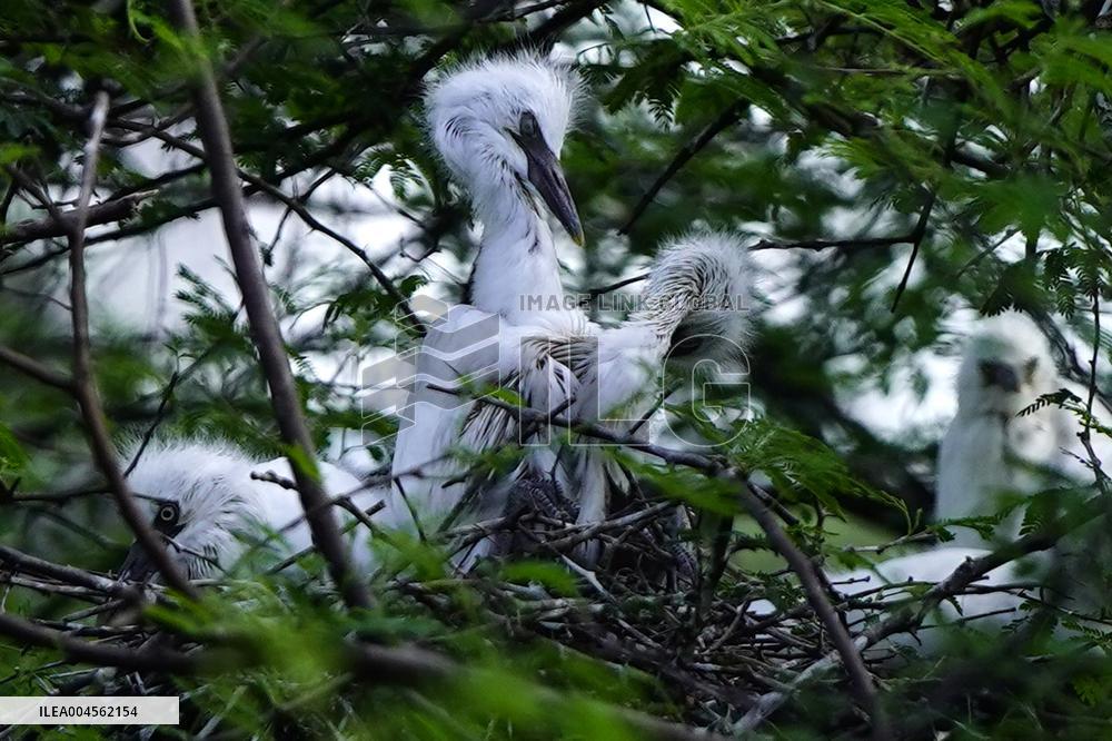 Newly Hatched Cattle Egret Chicks in Ajmer - India