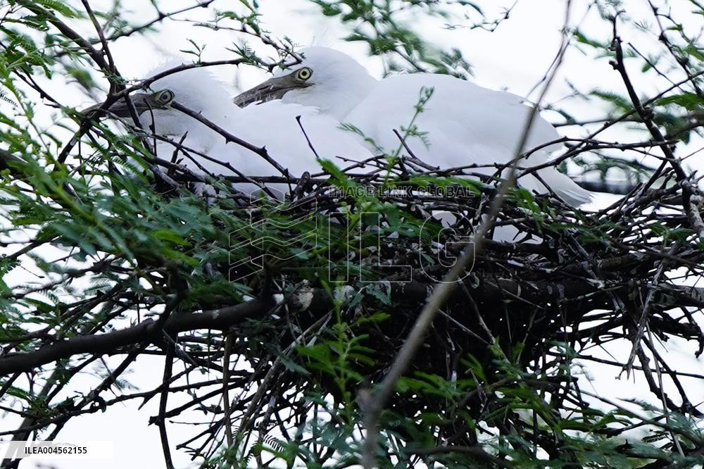 Newly Hatched Cattle Egret Chicks in Ajmer - India