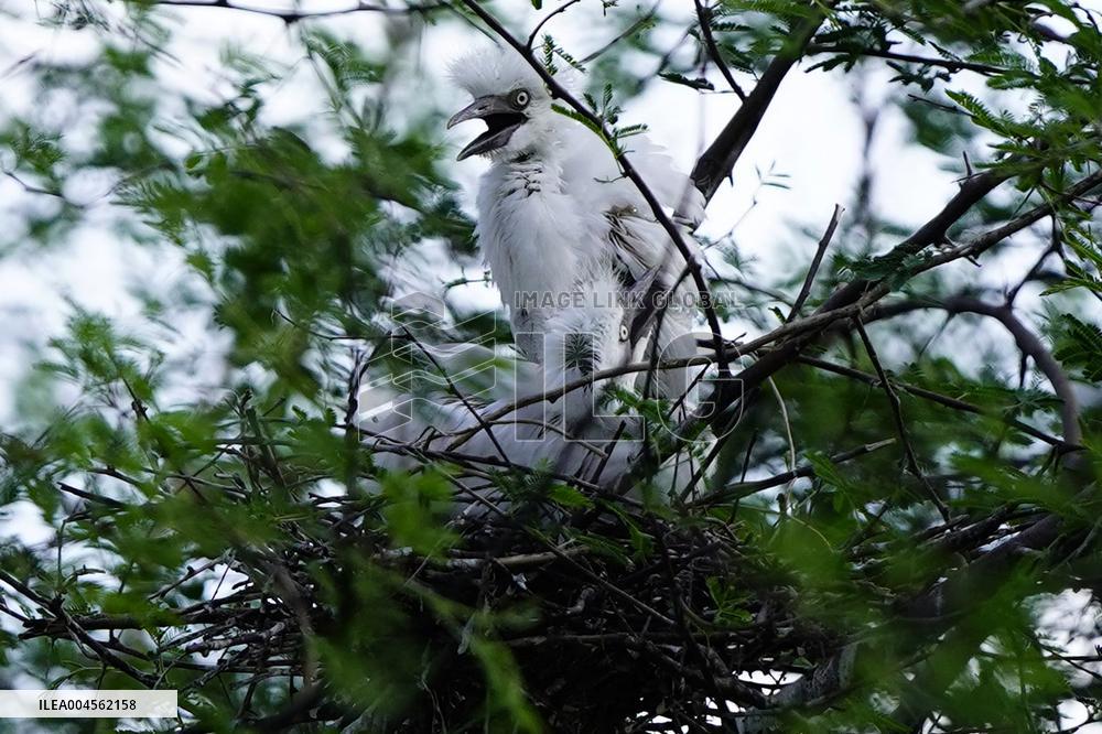 Newly Hatched Cattle Egret Chicks in Ajmer - India