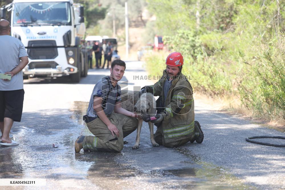 Izmir Wildfires 50 Thousand People Evacuated - Turkey