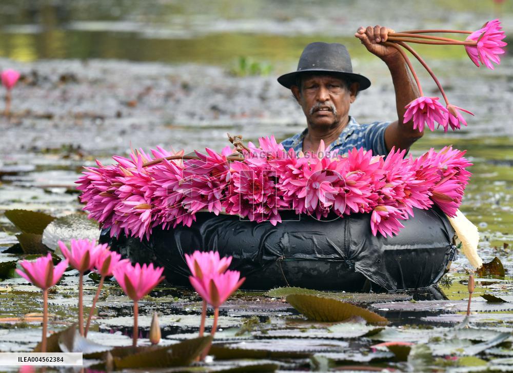 Water Lilies From Lake In Hokandara - Sri Lank