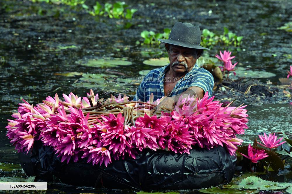 Water Lilies From Lake In Hokandara - Sri Lank